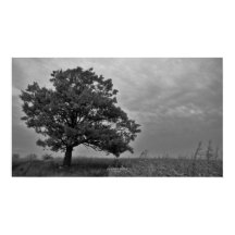 Poster en chêne noir et blanc Imprimer
