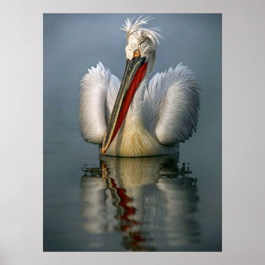 Poster en colère Pelican L (Devant)