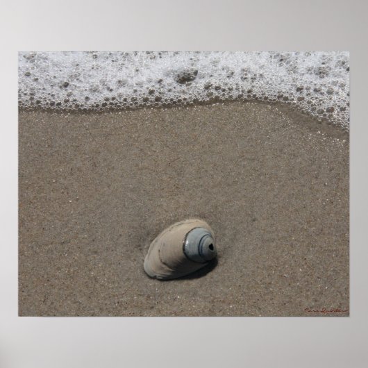 Poster en coquille de plage (Devant)