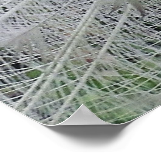 Poster en dentelle blanche (Coin)