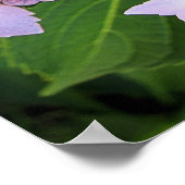 Poster en dentelle Casquette Hydrangea Bloom (Coin)