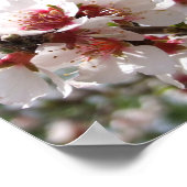 Poster en fleurs d'arbre rose (Coin)