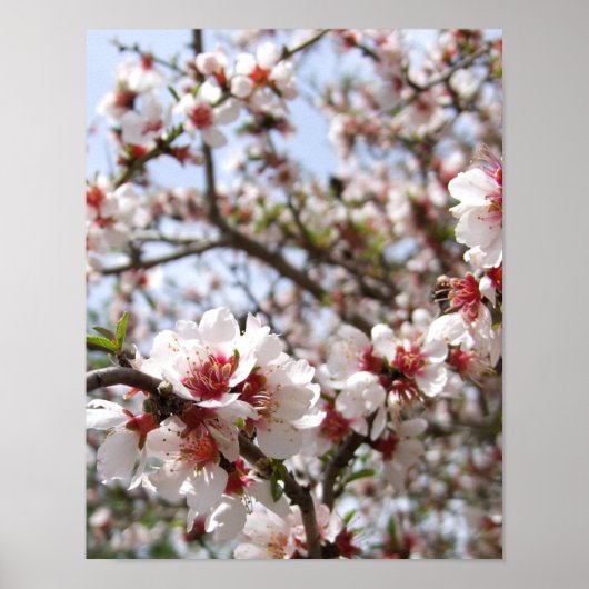 Poster en fleurs d'arbre rose (Devant)