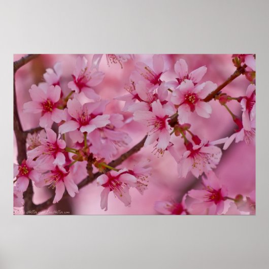 Poster en fleurs de cerisiers japonais rose (Devant)
