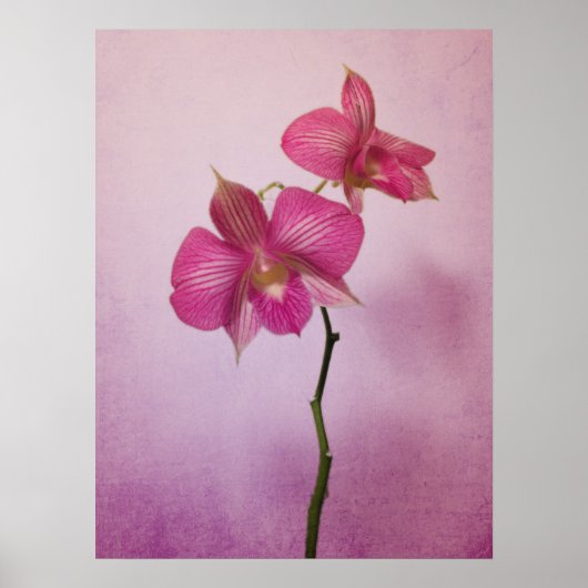 Poster en fleurs rose orchidée Imprimer (Devant)