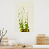 Poster en Herbe Jaune (Cuisine)