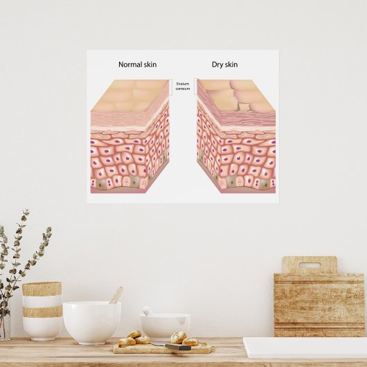 Poster en peau sèche (Cuisine)