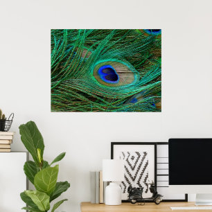 Poster en plume bleu de paon indien Imprimer