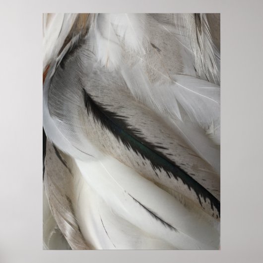 Poster en plumes blanches et noires (Devant)