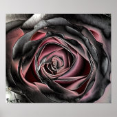 Poster en toile Rose noir (Devant)