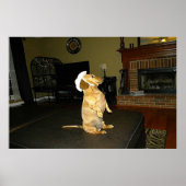 Poster encadré de Joli Dachshund (Devant)