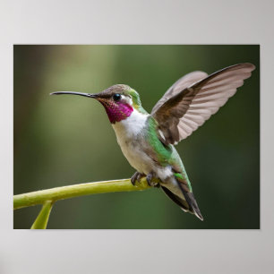 Poster Enchanter Hummingbird Spirit Animal