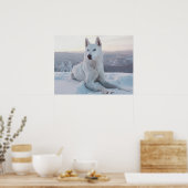 Poster Enchanter White Husky Dog dans la neige (Cuisine)