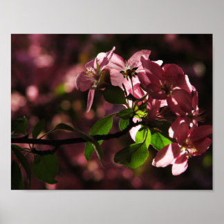 Poster Encore plus de cerises