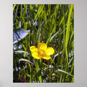 Poster Encouragez l'affiche de renoncule