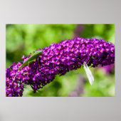 Poster énergie katydone (Devant)