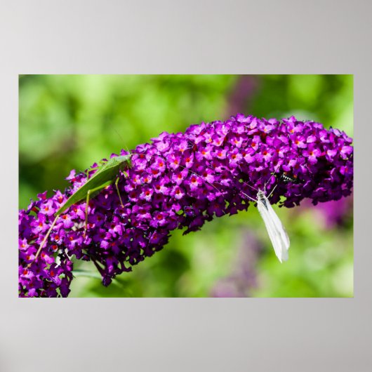 Poster énergie katydone (Devant)