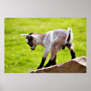 Poster Enfant sur rocher