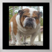 Poster Engelse Bulldog (Voorkant)