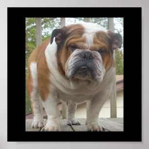 Poster Engelse Bulldog