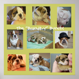 Poster Engelse Bulldog Puppies