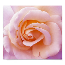 Poster Engelse landtuin Roos