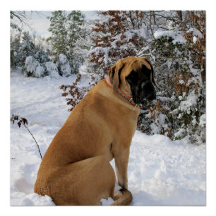 Poster Engelse mastiff-sneeuw Perfect Poster