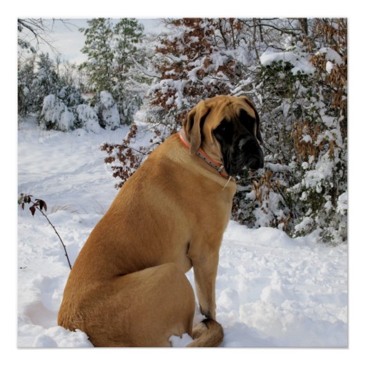 Poster Engelse mastiff-sneeuw Perfect Poster (Voorkant)