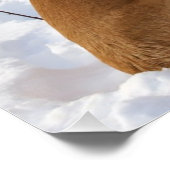 Poster Engelse mastiff-sneeuw Perfect Poster (Hoek)