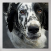 Poster Engelse setter Print (Voorkant)