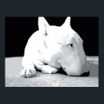 Poster English Bull Terrier, Pop Art Print<br><div class="desc">English Bull Terrier Pop Art Imprimer. Impression pop art vectorielle noire et blanche. Disponible sous forme d'affiche,  d'imprimé d'art et de toile.</div>