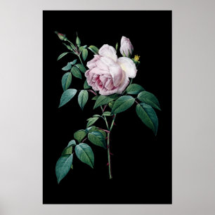 Poster English pink rose of Redoute black background post