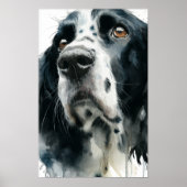 Poster English springer spaniel portrait with ticking (Devant)