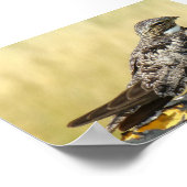 Poster Engoulevent d'Amérique (Coin)