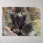 Poster Énigme de la nature (Devant)