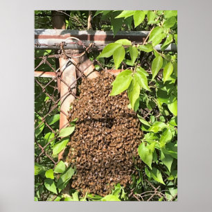 Poster Enlèvement des abeilles