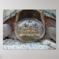 ENREGISTREMENT DE LA POSTE DE TURTLE