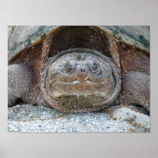 POSTER ENREGISTREMENT DE LA POSTE DE TURTLE