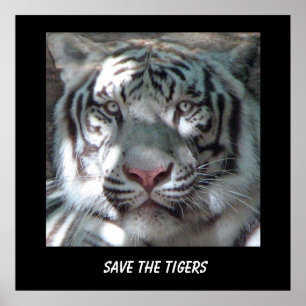 Poster Enregistrer l'affiche du tigre