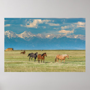 Poster Entendu de chevaux à Hayfield