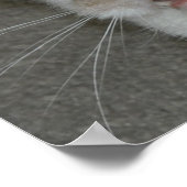 Poster Enterrement de vie de garçon à qui est ce string (Coin)