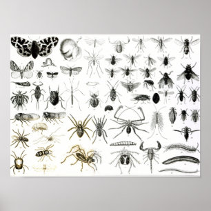 Poster Entomologie, Myriapoda et Arachnida