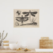 Poster Entomologie vintage des insectes d'abeilles (61) (Cuisine)