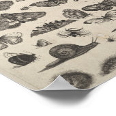 Poster Entomologie vintage Lépidoptères Insectes (Coin)