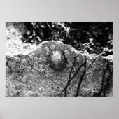 Poster Entouré (Devant)