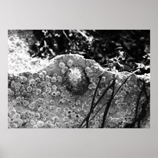 Poster Entouré (Devant)