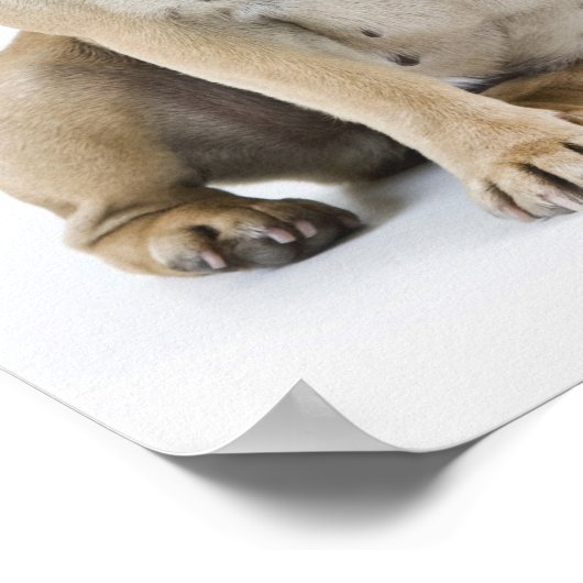 Poster Entraînement et obéissance des chiens (Coin)