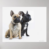 Poster Entraînement et obéissance des chiens (Devant)