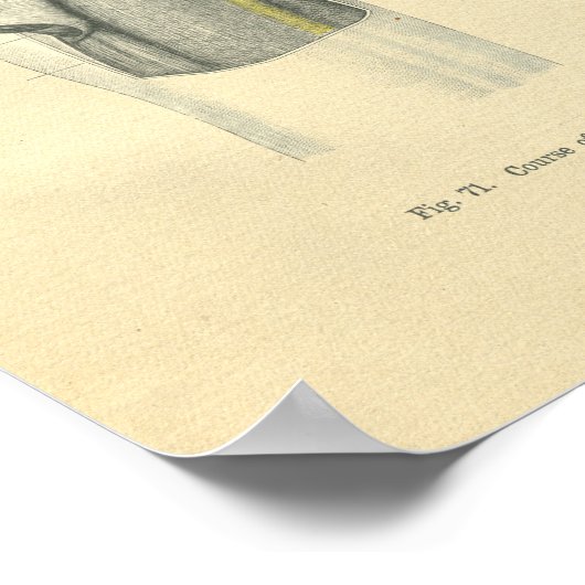 Poster Épaule antérieure anatomique vintage Frohse (Coin)