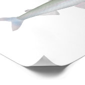 Poster Éperlan arc-en-ciel (Coin)